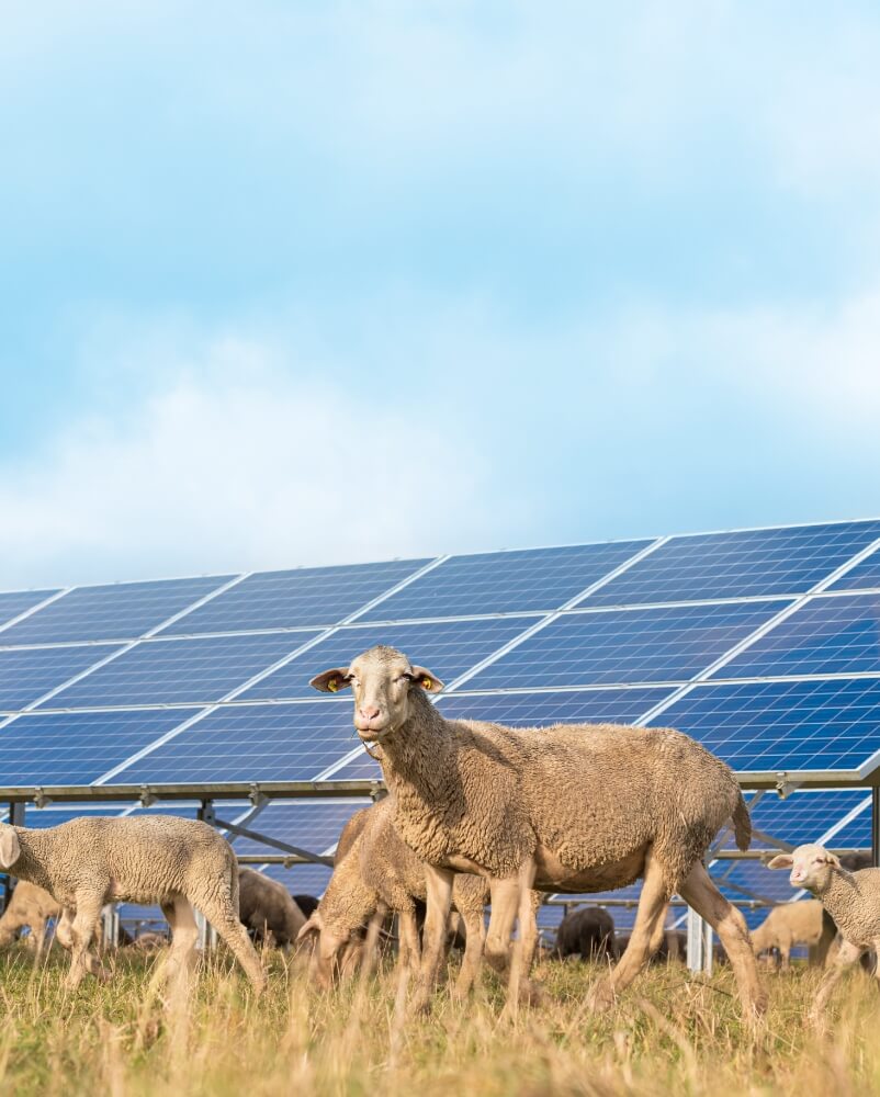 Solar panel installation for farms